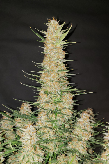 Instagram Gorilla Auto