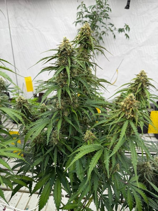 Instagram Jack Herer Auto