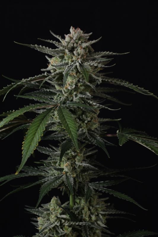 Instagram Banana Guava Auto