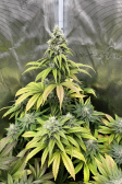 Instagram Gorilla Melon™