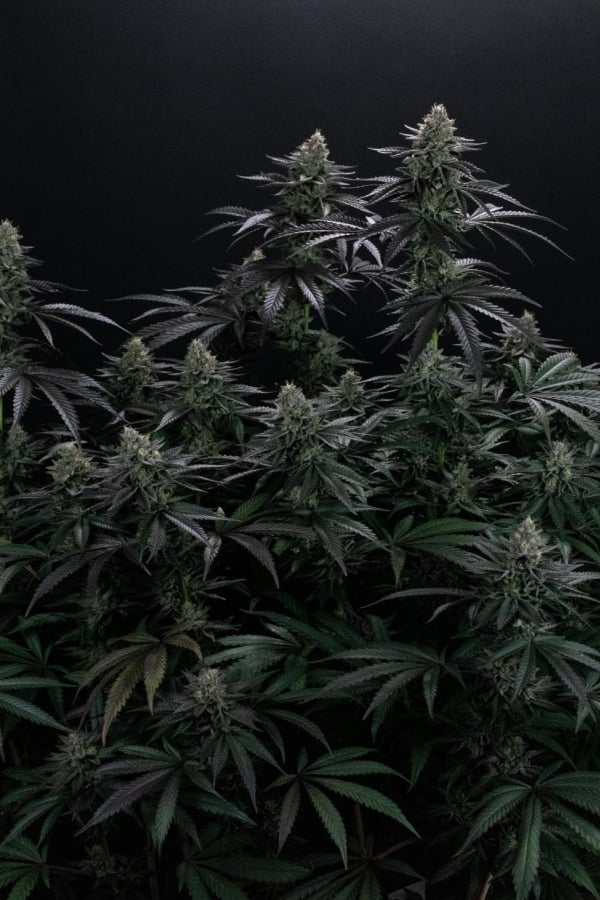 Instagram Biscotti Gelato