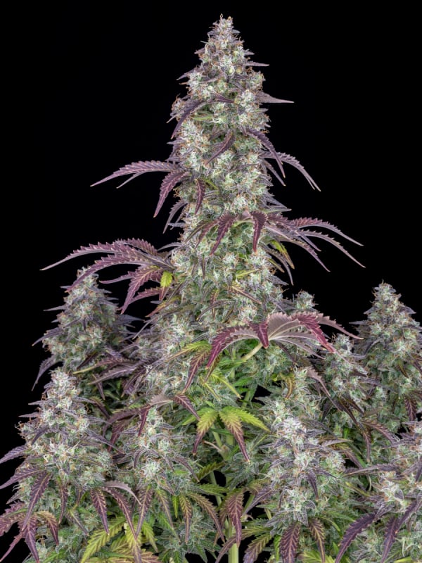 Fast Buds - Buy Cannabis Seeds Online