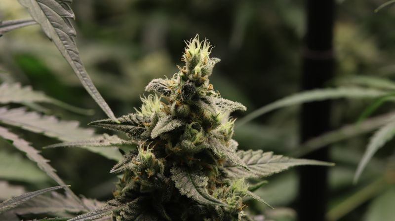 Instagram Banana Cherry Cookies Auto