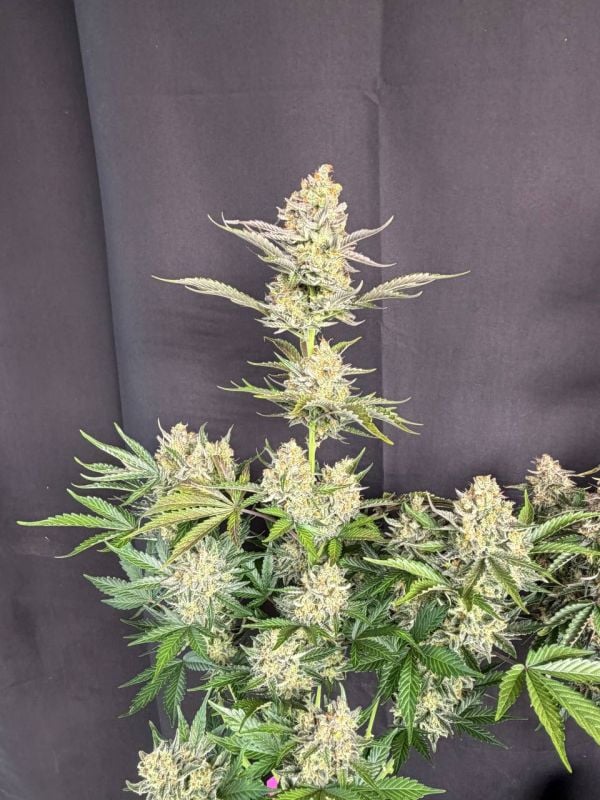 Instagram Skunk Auto