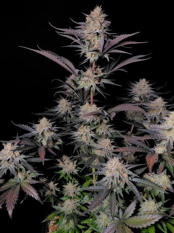 Instagram Guava Sundae Auto