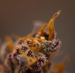 Instagram Lemon Cherry Runtz™