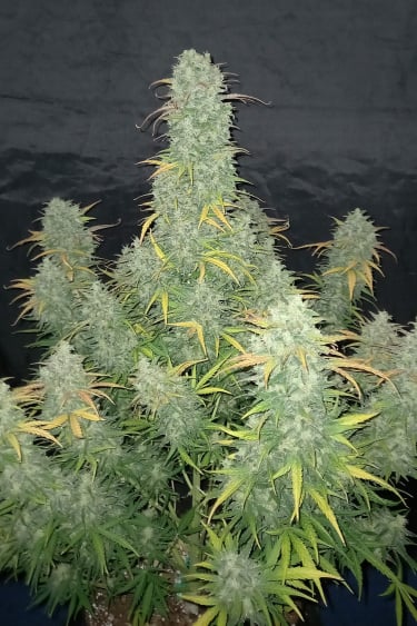 Instagram Californian Snow Auto