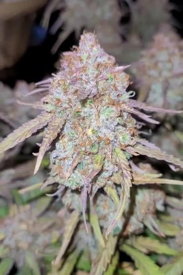 Strawberry Gorilla Auto