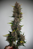 Instagram Papaya Cookies Auto™
