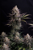 Instagram GG4 Sherbet FF