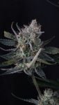 Instagram Guava Runtz Auto™