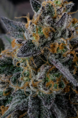 Instagram Lemon Cherry Runtz™
