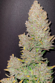 Instagram Strawberry Gorilla Auto