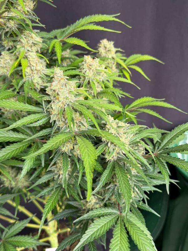 Instagram Moby Dick Auto