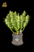 Instagram Papaya Cookies Auto™
