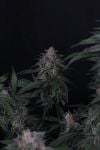 Instagram GMO Auto™