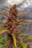 Instagram Purple Punch Auto