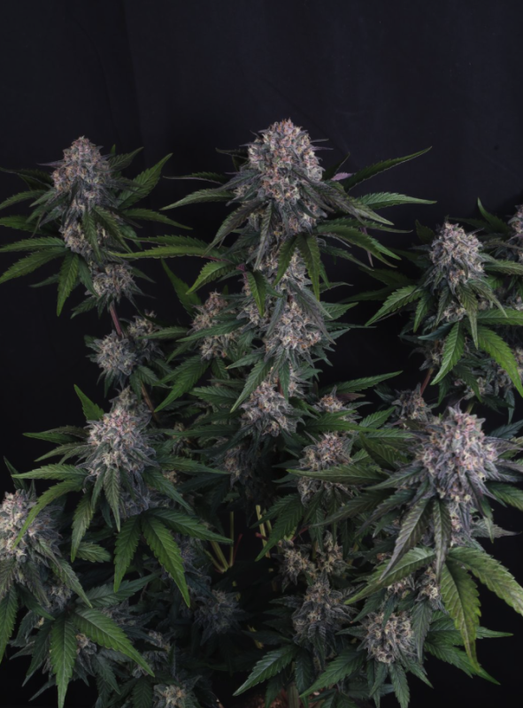 Instagram Cherry Cookies Trial Pack