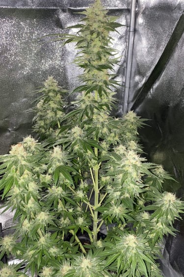 Instagram Wedding Cheesecake FF