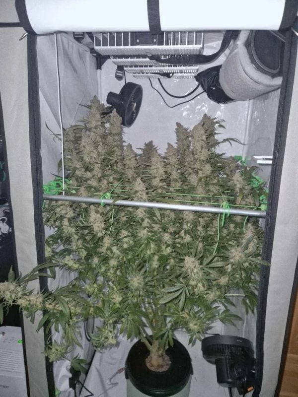 Instagram Tangie Auto