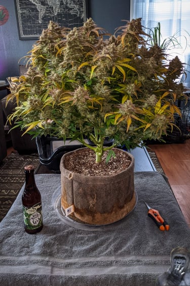 Instagram Gorilla Cookies Auto