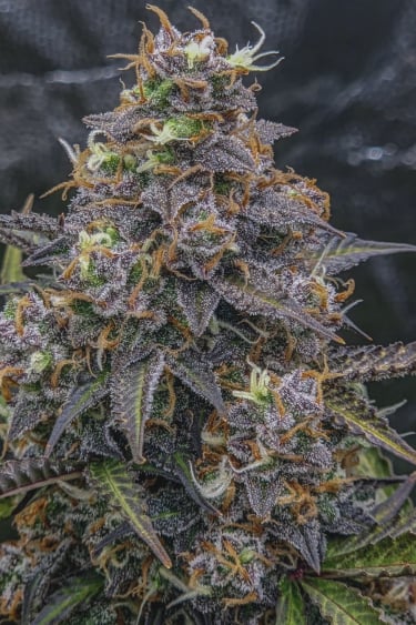 Instagram Afghan Kush Auto