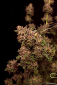 Instagram GG4 Sherbet FF