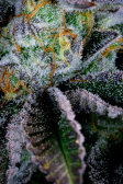 Instagram Gorilla Cookies FF