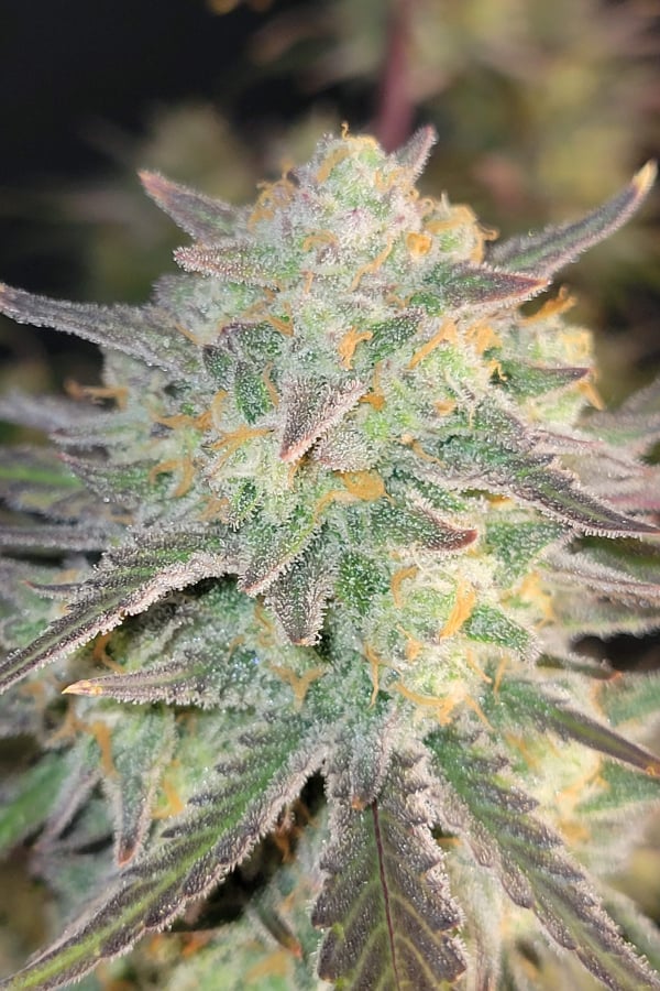 Buy Apple Strudel Auto™ Cannabis Seeds | Fast Buds