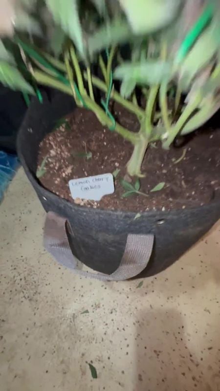 Lemon Cherry Cookies Auto @Limp-Impact-2242 RED 