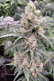 Instagram Gorilla Cookies FF