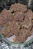 Instagram Banana Purple Punch Auto