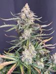 Instagram Big Bud Auto