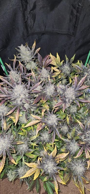 Instagram Guava Auto RF3