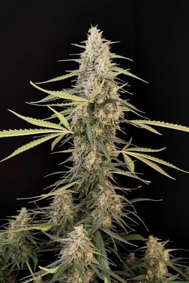 Instagram Sour Diesel Auto