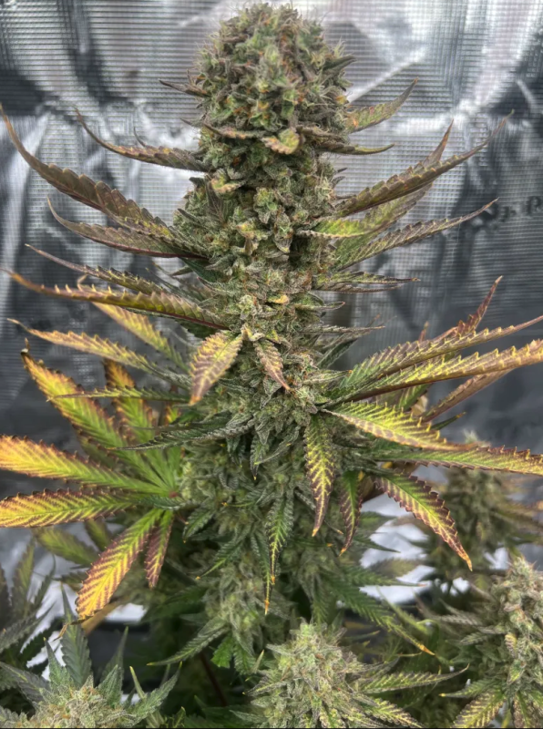 Instagram Guava Auto RF3