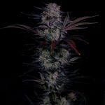 Instagram Mendo Frost Auto™