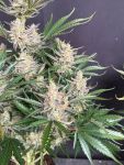 Instagram Big Bud Auto