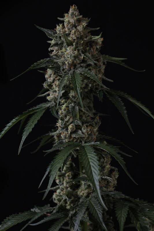 Instagram Banana Cherry Cookies Auto