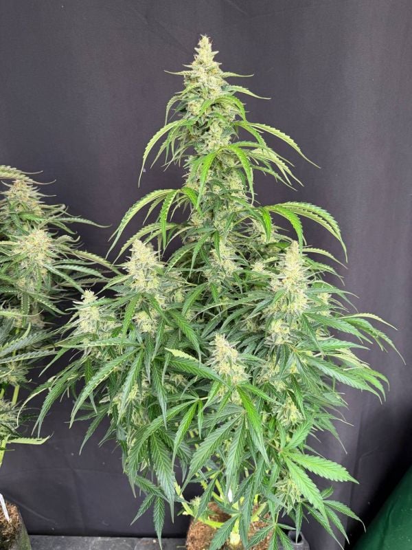 Instagram Northern Lights Auto