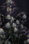 Instagram Sundae Frost Auto™