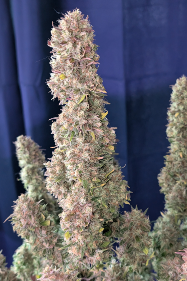 Instagram Guava Auto