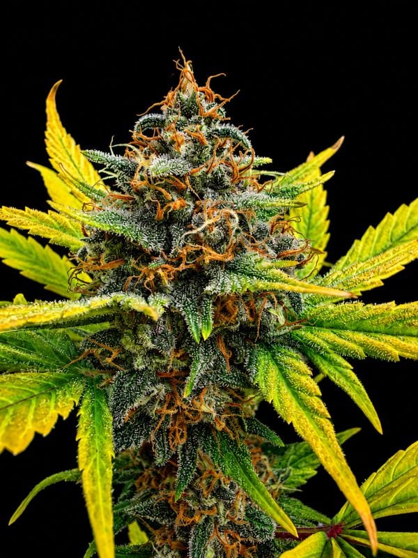 Instagram Lemon Cherry Sundae Auto