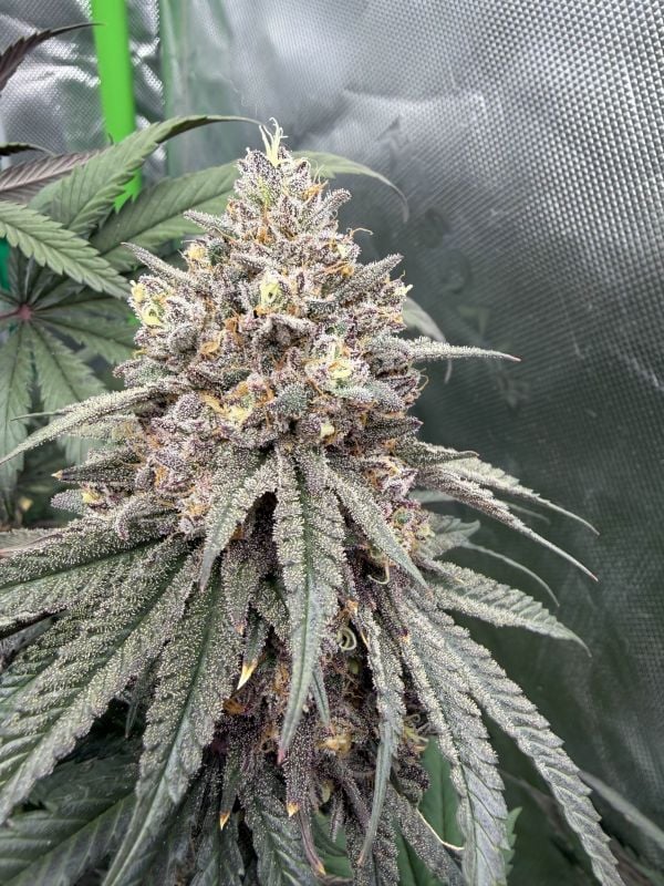 Instagram Lemon Cherry Runtz