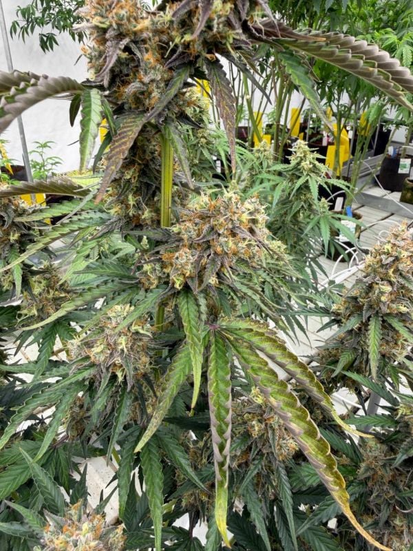 Instagram Skunk Auto