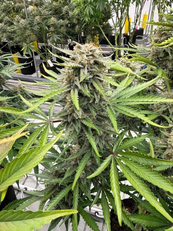 Instagram Cinderella Auto