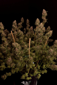 Instagram GG4 Sherbet FF