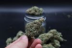 Instagram Garlic Mint Sherbet Auto™