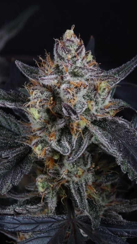 Instagram Guava Runtz Auto