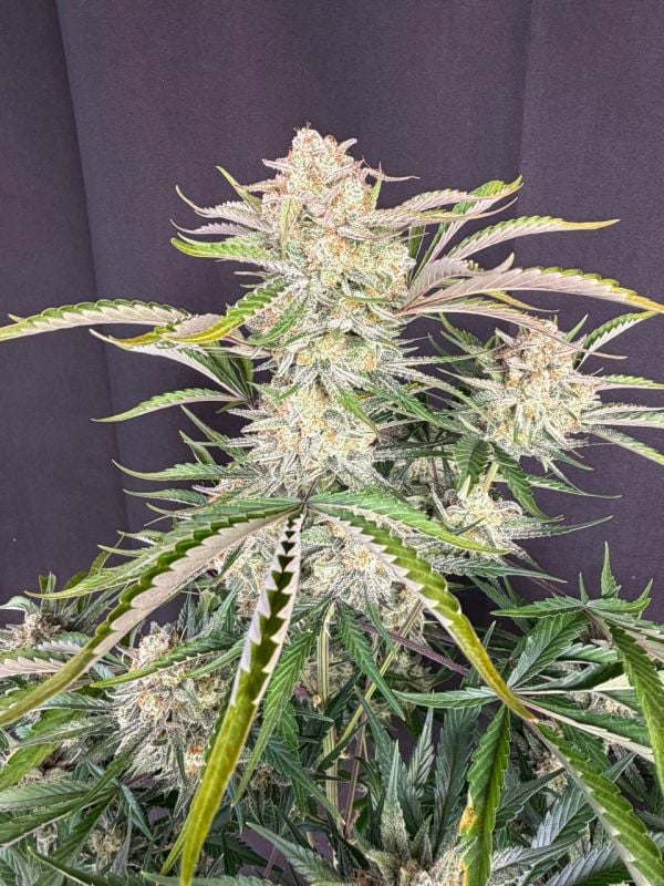 Instagram Sour Diesel Auto